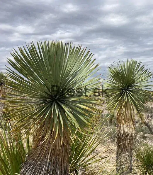 Yucca thompsoniana